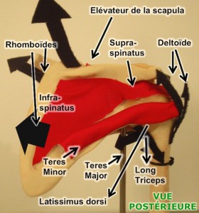 anatomie coiffe rotateurs épaule