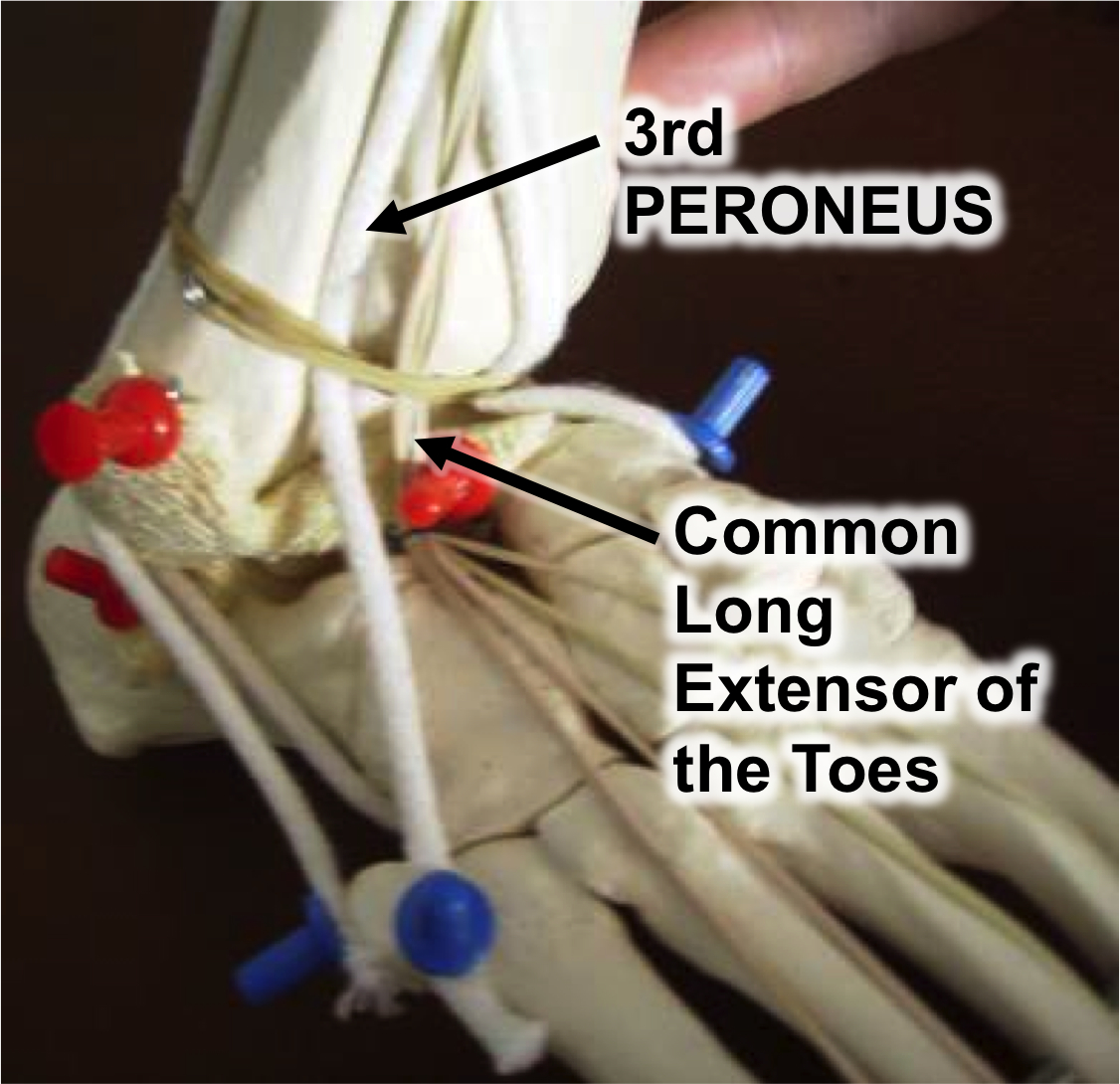 anatomy_ankle_pain