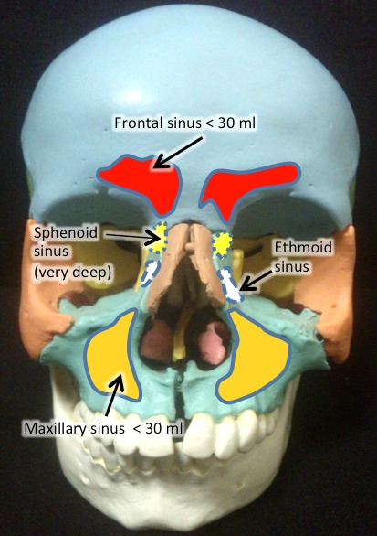 colds_sinusitis_osteopath_1