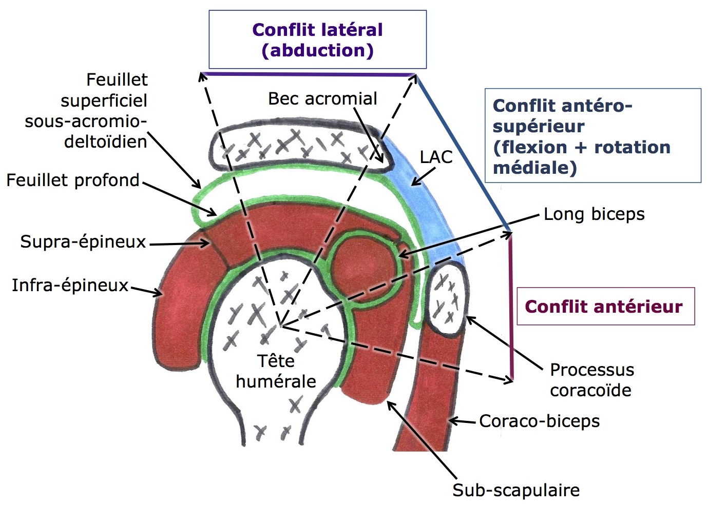conflit-coiffe-rotateurs-osteopathie-1