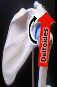 deltoide épaule ostéopathie