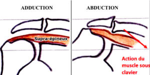 epaule-video-osteopathie