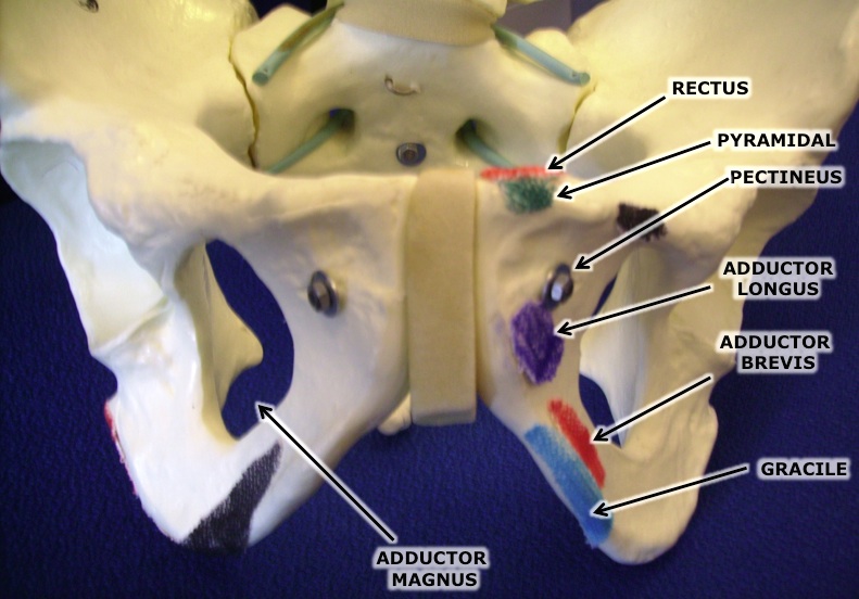 pubalgia-video-osteopathy-1