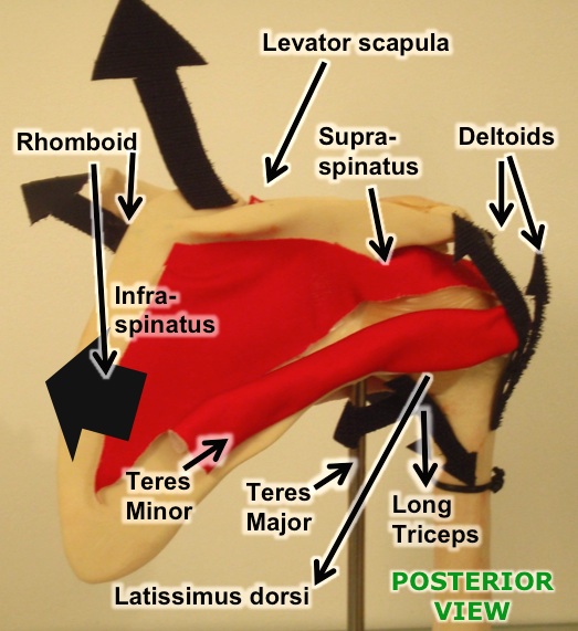 shoulder-anatomy-osteopathy-2